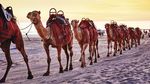 Foto Bunga dan Hewan Khas Australia Barat