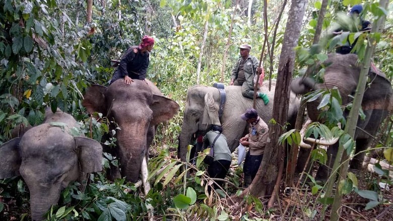 Atasi Konflik, Gajah Nadya dan Meutya Dipasangi GPS Atasi Konflik, Gajah Nadya dan Meutya Dipasangi GPS