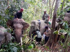Atasi Konflik, Gajah Nadya dan Meutya Dipasangi GPS