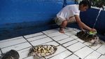 Melihat Penangkaran Penyu di Pulau Harapan