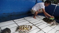 Kolam penangkaran penyu sedang dibersihkan oleh warga beberapa waktu lalu.