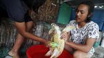 Melihat Penangkaran Penyu di Pulau Harapan