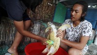 Di sini ada 98 tukik penyu sisik, 7 penyu sisik dewasa, dan 2 penyu hijau. 