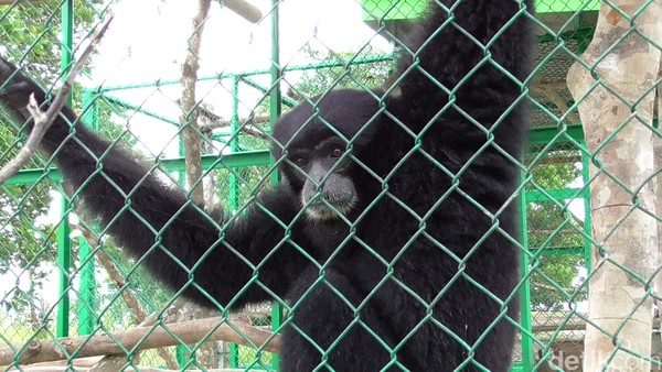 Wisatawan juga bisa melihat hewan langka yang dilakukan penangkaran. Ada juga fasilitas tempat istirahat dan tempat ibadah. (Deni Wahyono/detikTravel) Wisatawan juga bisa melihat hewan langka yang dilakukan penangkaran. Ada juga fasilitas tempat istirahat dan tempat ibadah. (Deni Wahyono/detikTravel)