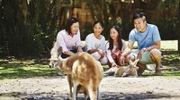 Hewan paling khas dari Australia adalah Kanguru. Di Australia Barat, turis bisa menjumpainya di Caversham Wildlife Park di luar Kota Perth (Tourism Western Australia)