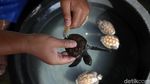 Melihat Penangkaran Penyu di Pulau Harapan
