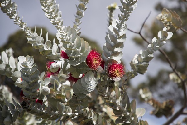 Flora Australia Rumah Tumbuhan Unik yang Tak Ada di Tempat Lain