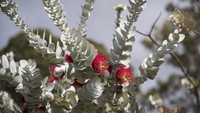 Musim semi di Australia Barat dari September-November adalah waktu yang sempurna untuk menikmati bunga-bunga liar seperti Bunga Eucalyptus (Tourism Western Australia)