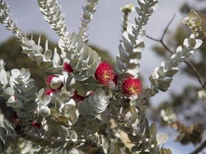 Alasan Mengapa Australia Disebut Benua Hijau, Gegara Akasia dan Eucalyptus?