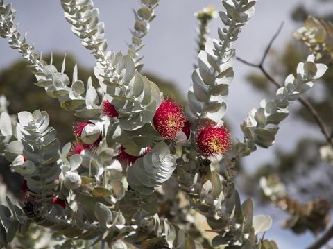 Mottlecah (Eucalyptus macrocarpa)