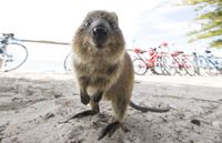 Hewan Khas Australia Barat, Bunga dan Tempat Untuk Melihatnya