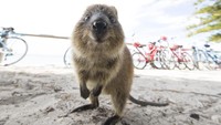Nama quokka sendiri diberikan oleh Aborigin, suku asli yang mendiami daratan Australia (Tourism Western Australia)