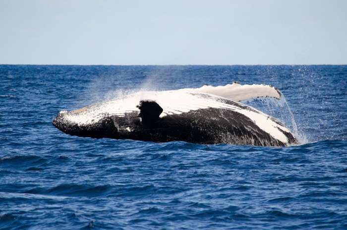 Humpback Whale breaching  off Dunsborough