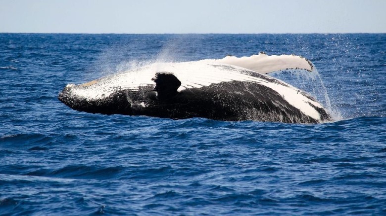 Humpback Whale breaching  off Dunsborough