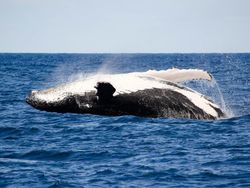 Penampakan Nenek Moyang Paus, Berkaki Empat dan Bisa Jalan