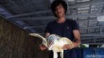 Melihat Penangkaran Penyu di Pulau Harapan