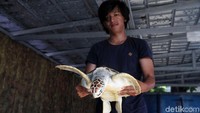 Penangkaran penyu di Pulau Harapan ini terbilang sangat giat untuk melakukan pengembangbiakan guna lestarinya dan keberimbangan alam sekitar. 