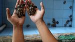 Melihat Penangkaran Penyu di Pulau Harapan