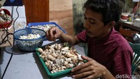 Seorang perajin kerang bernama Halim (31) nampak sibuk memilah kulit kerang yang akan digunakannya untuk membuat souvenir khas Pulau Tidung, Kepulauan Seribu.