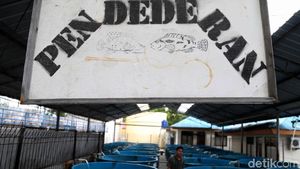 Mengintip Proses Pelestarian Bibit Benih Ikan di Pulau Tidung