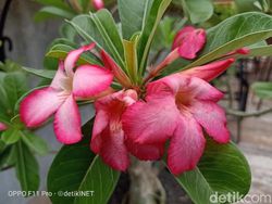 Ini Hasil Jepretan Oppo F11 Pro