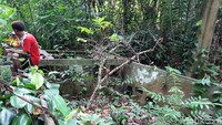 Tak ada yang tahu bagaimana tank-tank ini ada di tengah hutan. (Bonauli/detikcom)