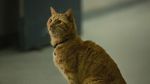Aksi Goose yang Curi Perhatian di Captain Marvel