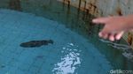 Mengintip Proses Pelestarian Bibit Benih Ikan di Pulau Tidung