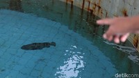 Balai Benih Ikan Laut di Pulau Tidung itu disebut mampu memproduksi hingga 90 ribu ikan.