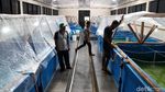 Mengintip Proses Pelestarian Bibit Benih Ikan di Pulau Tidung