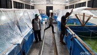 Balai Benih Ikan Laut itu dibangun untuk memenuhi kebutuhan benih ikan di Kepulauan Seribu.
