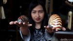 Keren, Batok Kelapa Disulap Jadi Kerajinan Khas Pulau Tidung