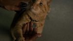 Aksi Goose yang Curi Perhatian di Captain Marvel