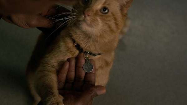 Aksi Goose yang Curi Perhatian di Captain Marvel Aksi Goose yang Curi Perhatian di Captain Marvel