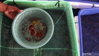 Selain itu, fungsi utama dari tempat ini adalah melestarikan jenis ikan yang saat ini mulai langka, salah satunya adalah ikan kerapu.
