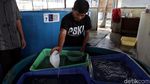 Mengintip Proses Pelestarian Bibit Benih Ikan di Pulau Tidung