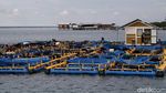 Mengintip Proses Pelestarian Bibit Benih Ikan di Pulau Tidung