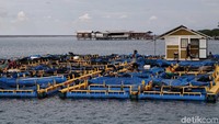 Balai ini juga bertugas memberikan benih ikan kepada kelompok budidaya ikan (Pokdakan) dengan tujuan dapat meningkatkan perekonomian warga di sektor perikanan.