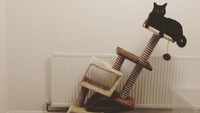 Pohon bermain kucing ini tidak bertahan lama. Seharusnya ada garansi untuk barang seperti ini. Istimewa/Boredpanda.