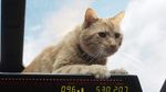 Aksi Goose yang Curi Perhatian di Captain Marvel
