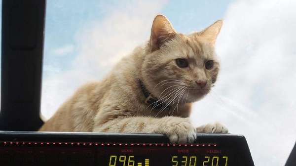 Aksi Goose yang Curi Perhatian di Captain Marvel Aksi Goose yang Curi Perhatian di Captain Marvel