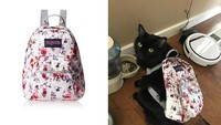 Niat beli tas untuk sehari-sehari tapi ternyata ukurannya cuma cukup dipakai kucing. Istimewa/Boredpanda.