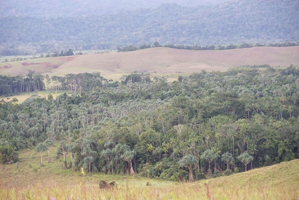 Angin semilir akan membelai wajahmu pelan. Pepohonan hijau dan suasana segar dari Papua Barat terlihat jelas. Wisatawan bisa puas untuk berburu foto di Bukit Sontiri. (Bonauli/detikcom)
