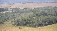 Angin semilir akan membelai wajahmu pelan. Pepohonan hijau dan suasana segar dari Papua Barat terlihat jelas. Wisatawan bisa puas untuk berburu foto di Bukit Sontiri. (Bonauli/detikcom)