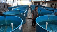Balai Benih Ikan Laut di Pulau Tidung itu pun telah dilengkapi fasilitas pendederan atau pengembiakan ikan.