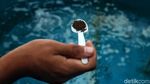Mengintip Proses Pelestarian Bibit Benih Ikan di Pulau Tidung