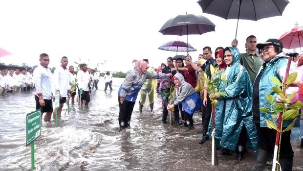 Berjas Hujan, Iriana Tanam Mangrove di Pantai Pandeglang