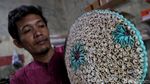 Kerajinan Kerang Asal Pulau Seribu Ini Unik dan Langka Lho!