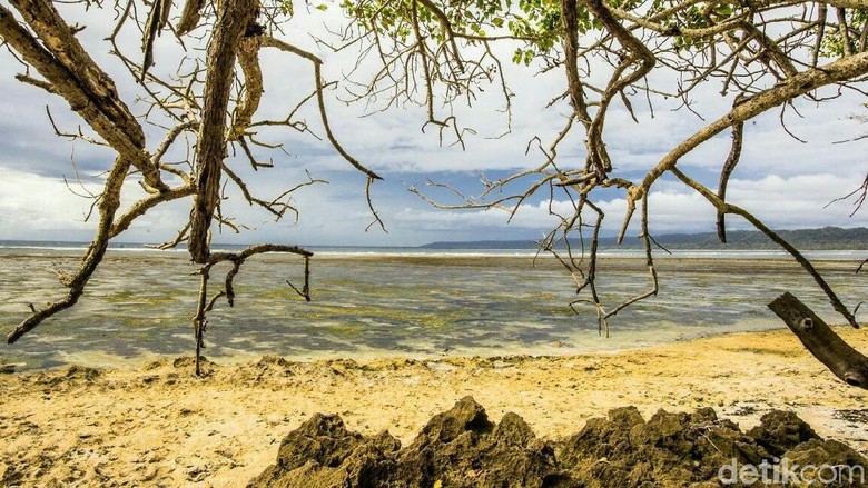 Alas Purwo Hutan Tertua Di Pulau Jawa Yang Diselimuti Misteri