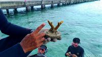 Erik Pelestari Terumbu Karang Pulau Tidung: Saya Dulu Dianggap Gila